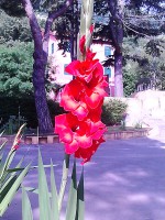 /album/galleria-fotografica/dark-red-flow-jpg/